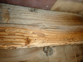 Borers-in-Floor-Joists