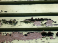 Exterior-Paint-Issues