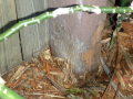 Fence-Post-with-Fungal-Rot