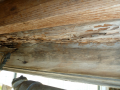 Fungal-Rot-and-Borers-in-Floor-Joists