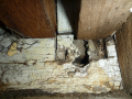 Fungal-Rot-at-Underfloor-Beam-&-Joist-intersection